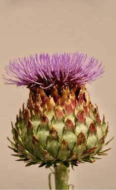 pic-47.jpg